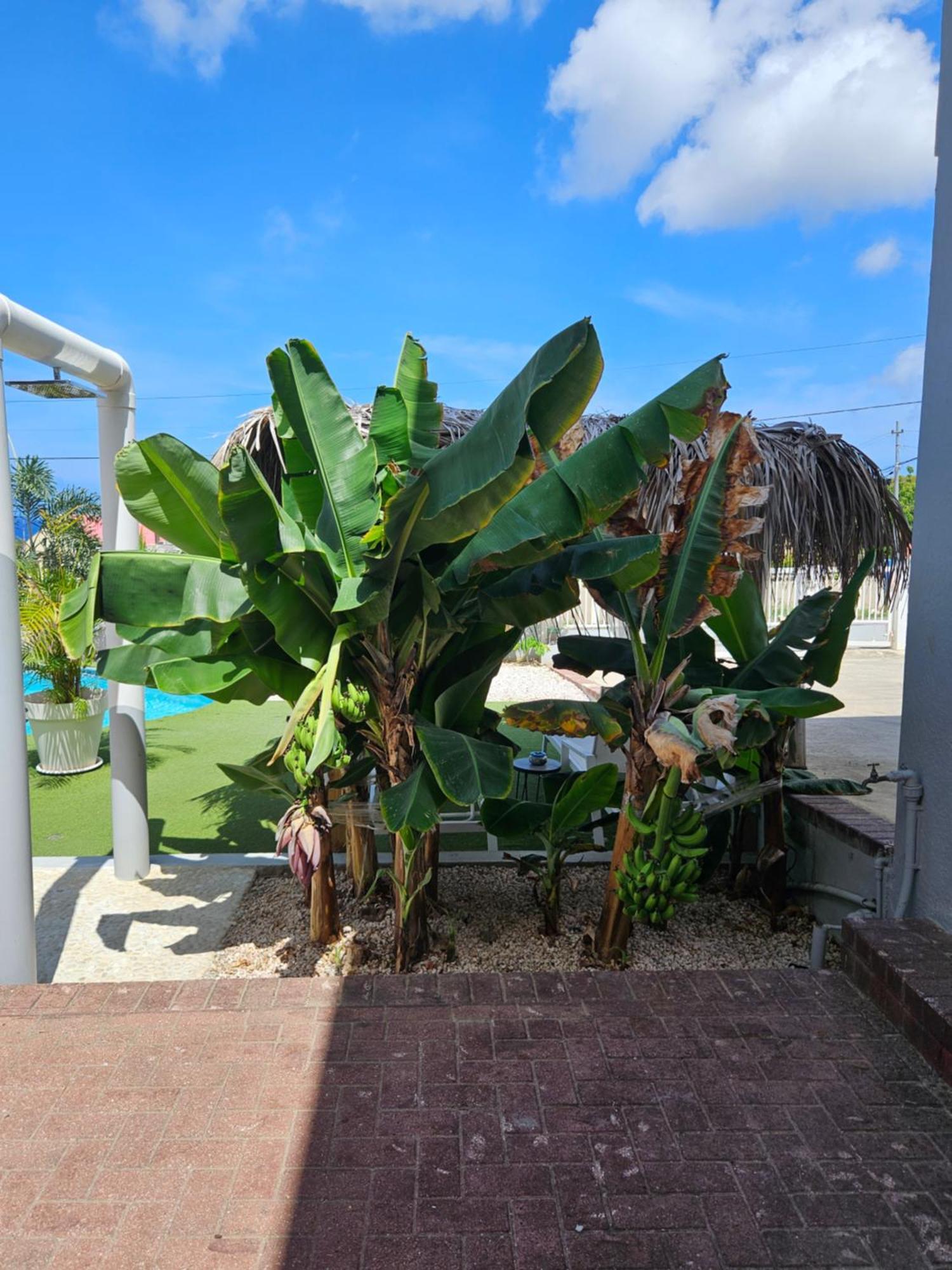 Villa Raven`s Paradise  Willemstad Eksteriør bilde